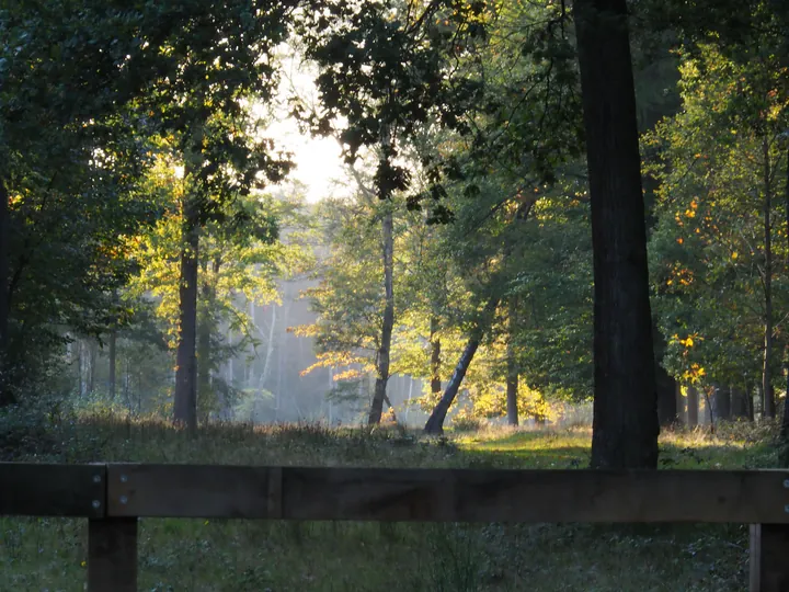 Vagevuurbos en Lippensgoed-Bulskampveld (België)